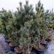 Сосна звичайна Ватерерi К/мультиштамб (Pinus sylvestris Watereri) 02.003.066 фото 1