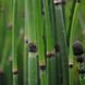 Хвощ зимовий(Equisetum hyemale) 03.044.002 фото 2