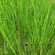 Хвощ зимовий(Equisetum hyemale) 03.044.002 фото 3