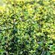 Падуб мезерва Хекенстар (Ilex meserveae Heckenstar) 01.048.026 фото 1