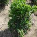 Падуб мезерва Хекенстар (Ilex meserveae Heckenstar) 01.048.026 фото 3