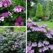 ГОРТЕНЗІЯ ШОРСТКА 'ХОТ ЧОКЛЕТ' (Hydrangea aspera Hot Chocolate) 01.034.085 фото 2
