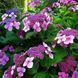 ГОРТЕНЗІЯ ШОРСТКА 'ХОТ ЧОКЛЕТ' (Hydrangea aspera Hot Chocolate) 01.034.085 фото 3