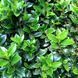 Падуб мезерва Хекенстар (Ilex meserveae Heckenstar) 01.048.026 фото 2