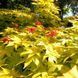 Клен японський 'Summer Gold'(Acer palmatum Summer Gold) 01.001.114 фото 3