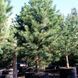 СОСНА ЧОРНА 'АУСТРІЯКА' К/Екстра 200+ (Pinus nigra var.austriaca 200+) 02.003.493 фото 1