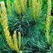 Сосна звичайна Ватерерi К/мультиштамб (Pinus sylvestris Watereri) 02.003.066 фото 2