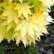 Клен японський 'Summer Gold'(Acer palmatum Summer Gold) 01.001.114 фото 2
