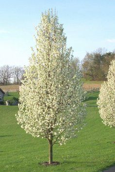 Груша Калери Шантеклер К (Pyrus calleryana Chanticleer C) 01.082.004 фото