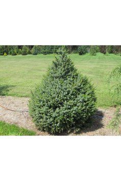 Ялина сербська Нана К (Picea omorica Nana C) 02.002.242 фото