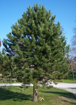 Сосна (Pinus ) 02.003.283 фото