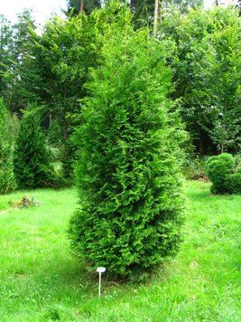 ТУЯ ЗАХІДНА 'БРАБАНТ' (Thuja occidentalis Brabant) 02.011.100 фото