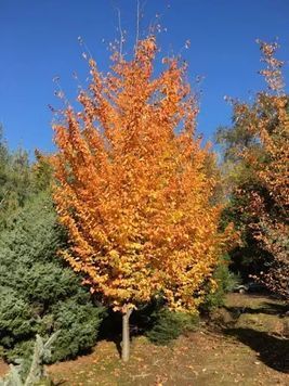 Паротія перська Белла (Parrotia persica Bella) 01.066.007 фото