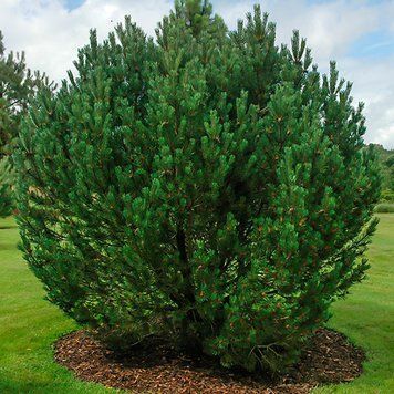 Сосна гірська (Pinus mugo) 02.003.298 фото