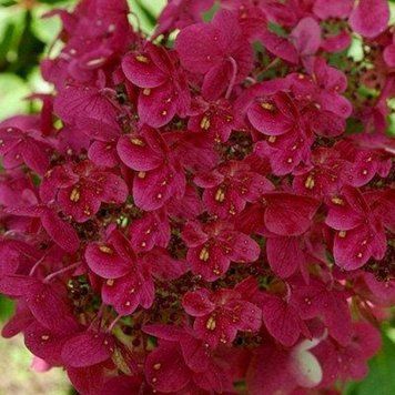 ГОРТЕНЗІЯ ВОЛОТИСТА 'ВІМС РЕД' (Hydrangea paniculata Wim's Red) 01.034.030 фото