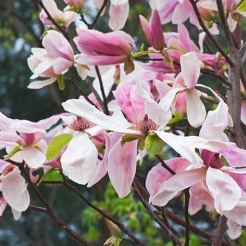 МАГНОЛІЯ 'ДЕЙБРЕЙК' (Magnolia Daybreak) 01.003.011 фото