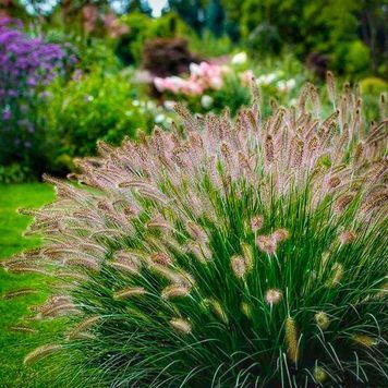 ПЕННІСЕТУМ ЛИСОХВОСТИЙ 'Rubrum' (Pennisetum alopecuroides Rubrum) 03.013.009 фото