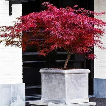 КЛЕН ПАЛЬМОЛИСТИЙ 'ФАЙРКРЕКЕР' (Acer palmatum Firecracker) 01.001.032 фото