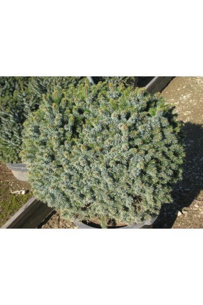 Ялина сербська Нана К (Picea omorica Nana C) 02.002.242 фото