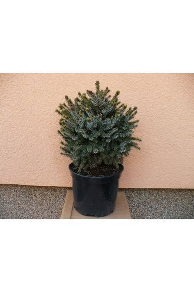 Ялина сербська Нана К (Picea omorica Nana C) 02.002.242 фото
