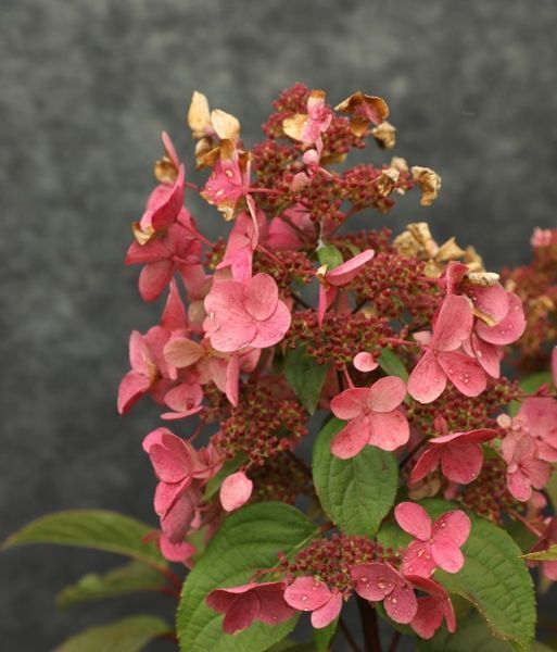ГОРТЕНЗІЯ ВОЛОТИСТА 'ВІМС РЕД' (Hydrangea paniculata Wim's Red) 01.034.030 фото