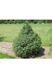 Ялина сербська Нана К (Picea omorica Nana C) 02.002.242 фото 1