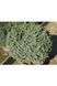 Ялина сербська Нана К (Picea omorica Nana C) 02.002.242 фото 3