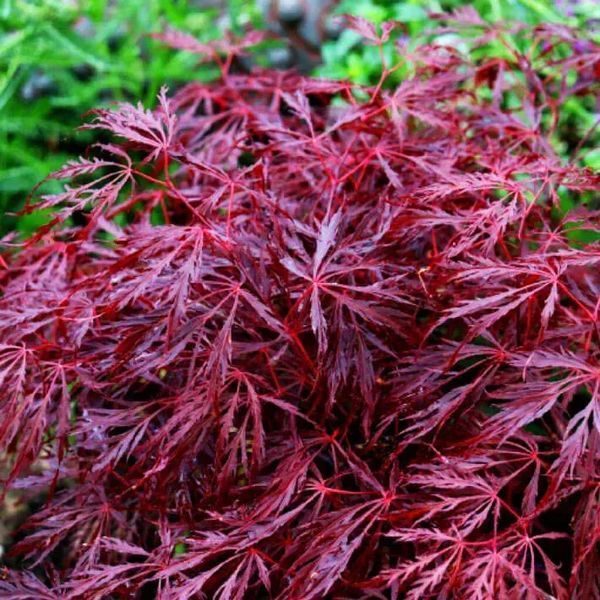 КЛЕН ПАЛЬМОЛИСТИЙ 'ФАЙРКРЕКЕР' (Acer palmatum Firecracker) 01.001.032 фото