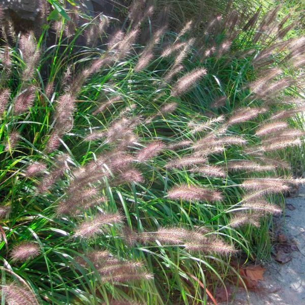 ПЕННІСЕТУМ ЛИСОХВОСТИЙ 'Rubrum' (Pennisetum alopecuroides Rubrum) 03.013.009 фото
