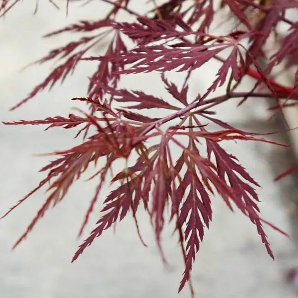 КЛЕН ПАЛЬМОЛИСТИЙ 'ФАЙРКРЕКЕР' (Acer palmatum Firecracker) 01.001.032 фото