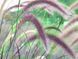 ПЕННІСЕТУМ ЛИСОХВОСТИЙ 'Rubrum' (Pennisetum alopecuroides Rubrum) 03.013.009 фото 4