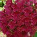 ГОРТЕНЗІЯ ВОЛОТИСТА 'ВІМС РЕД' (Hydrangea paniculata Wim's Red) 01.034.030 фото 1