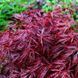 КЛЕН ПАЛЬМОЛИСТИЙ 'ФАЙРКРЕКЕР' (Acer palmatum Firecracker) 01.001.032 фото 3