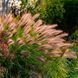 ПЕННІСЕТУМ ЛИСОХВОСТИЙ 'Rubrum' (Pennisetum alopecuroides Rubrum) 03.013.009 фото 2