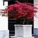 КЛЕН ПАЛЬМОЛИСТИЙ 'ФАЙРКРЕКЕР' (Acer palmatum Firecracker) 01.001.032 фото 1