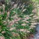 ПЕННІСЕТУМ ЛИСОХВОСТИЙ 'Rubrum' (Pennisetum alopecuroides Rubrum) 03.013.009 фото 3