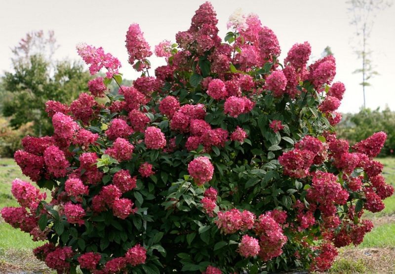 ГОРТЕНЗІЯ ВОЛОТИСТА 'ВІМС РЕД' (Hydrangea paniculata Wim's Red) 01.034.030 фото