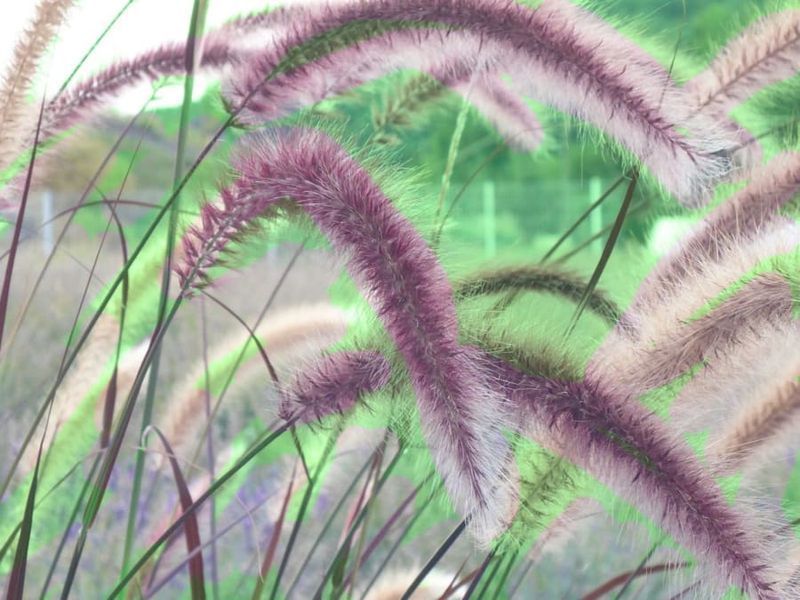 ПЕННІСЕТУМ ЛИСОХВОСТИЙ 'Rubrum' (Pennisetum alopecuroides Rubrum) 03.013.009 фото