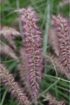 Пенісетум східний `Карлі Роуз` (Pennisetum orientale Karley Rose) 03.013.010 фото