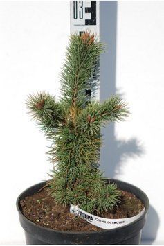 Сосна остиста К (Pinus aristata C) 02.003.123 фото