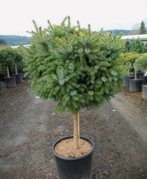 Ялина сербська Нана К/Ст (Picea omorica Nana) 02.002.104 фото