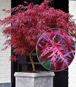 КЛЕН ПАЛЬМОЛИСТИЙ 'ФАЙРКРЕКЕР' (Acer palmatum Firecracker) 01.001.158 фото