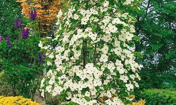 Дерен нутталліі Еддіе'с Вгіте Вондер (Cornus nuttallii Eddie's White Wonder) 01.032.042 фото