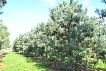 Сосна звичайна Глаука (Pinus sylvestris Glauca) 02.003.381 фото