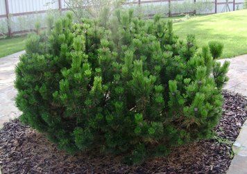 Сосна гірська (Pinus mugo) 02.003.255 фото