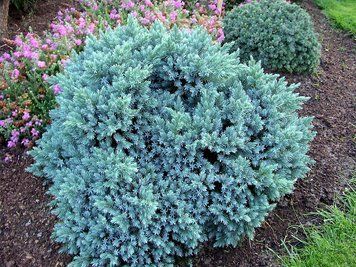 ЯЛІВЕЦЬ ЛУСКАТИЙ 'БЛУ СТАР' (Juniperus squamata Blue Star) 02.009.159 фото