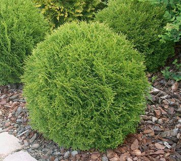 ТУЯ ЗАХІДНА 'ДАНІКА' (Thuja occidentalis Danica) 02.011.157 фото