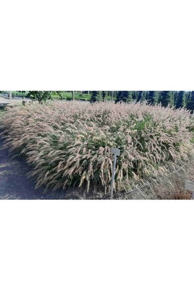 Пенісетум східний `Карлі Роуз` (Pennisetum orientale Karley Rose) 03.013.010 фото