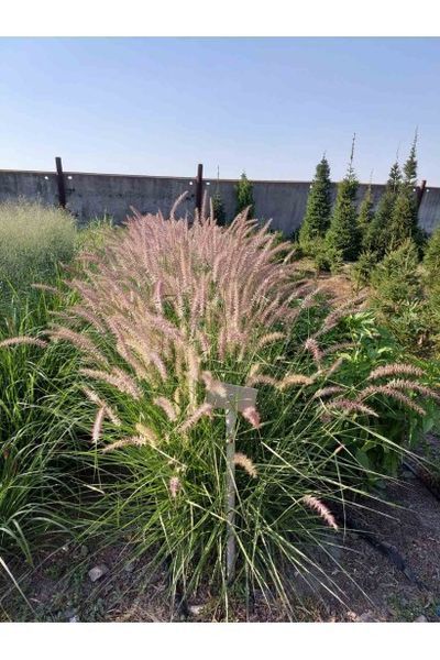 Пенісетум східний `Карлі Роуз` (Pennisetum orientale Karley Rose) 03.013.010 фото