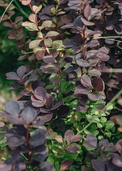 БАРБАРИС ТУНБЕРГА 'ЧОКЛЕЙТ САМЕР'(Berberis thunbergii Chocolate Summer) 01.030.021 фото